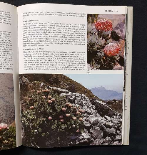 Suid Afrikaanse Proteaceae - Marie Vogts
