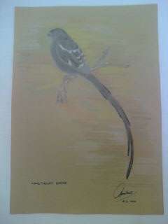 ORIGINAL!!  LONG TAILED SHRIKE