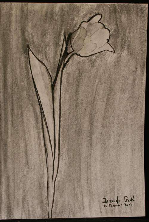 "Tulip" by David Gadd