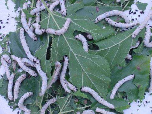 ***SILKWORM EGGS***