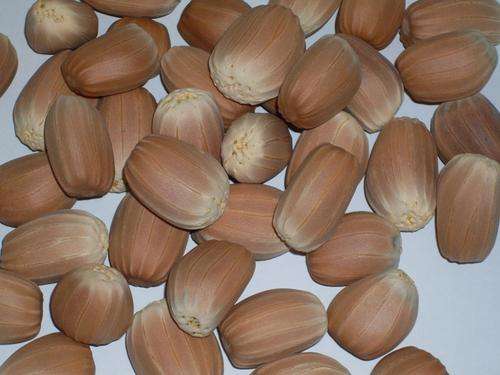 E.Transvenosus (modjadji) seeds