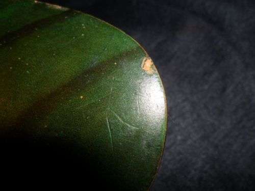 LARGE BIRDS OF AFRICA  KNYSNA LOURIE