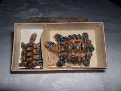 A PAIR OF WADE BABY TORTOISES  BOXED