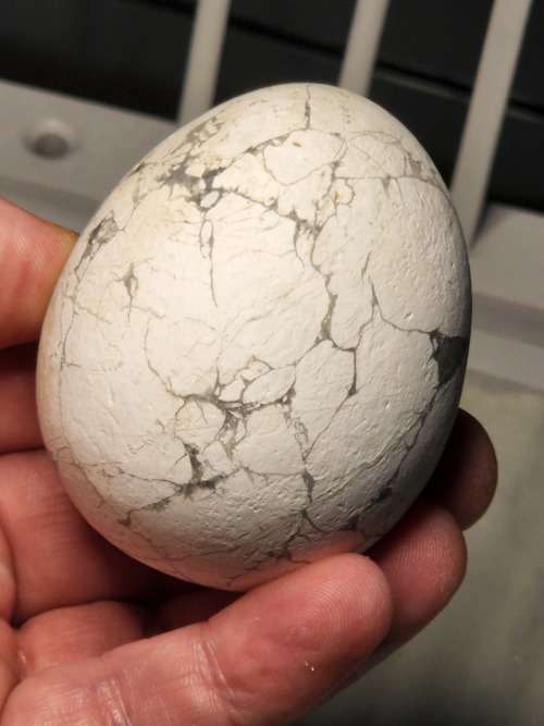 Howlite Egg