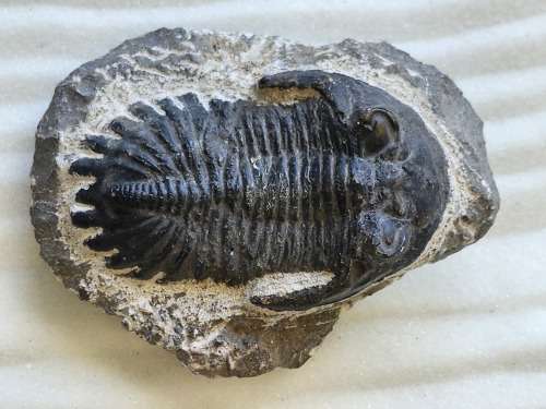 Trilobite Fossil