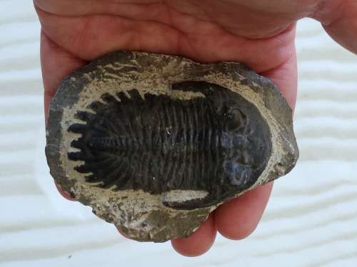 Trilobite Fossil