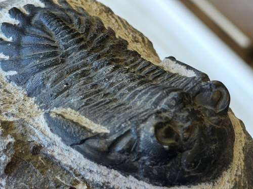 Trilobite Fossil