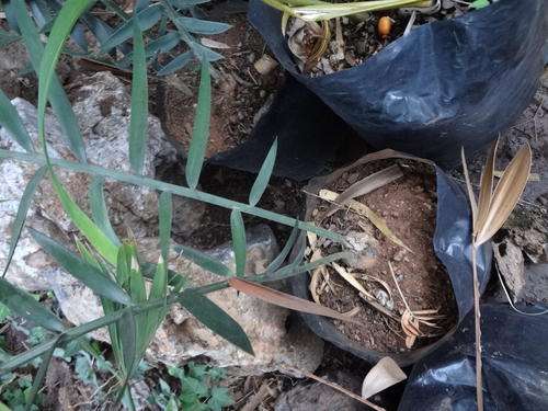 Cycad Blue longifolius with sucker 5cm