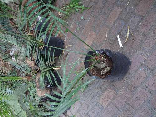 Cycad Cycas Tanshacana  about 10cm each