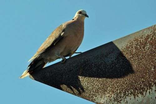 Sigma 150-500mm DG APO HSM (Nikon)