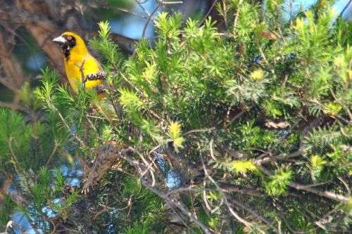 Sigma 150-500mm DG APO HSM (Nikon)