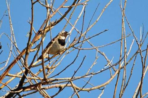 Sigma 150-500mm DG APO HSM (Nikon)