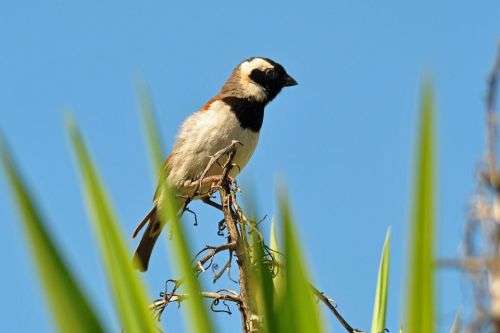 Sigma 150-500mm DG APO HSM (Nikon)