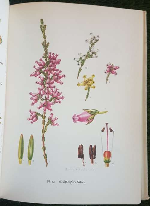 Ericas in Southern Africa.  1st Ed Many Paintings By Von Below, Fay Anderson.