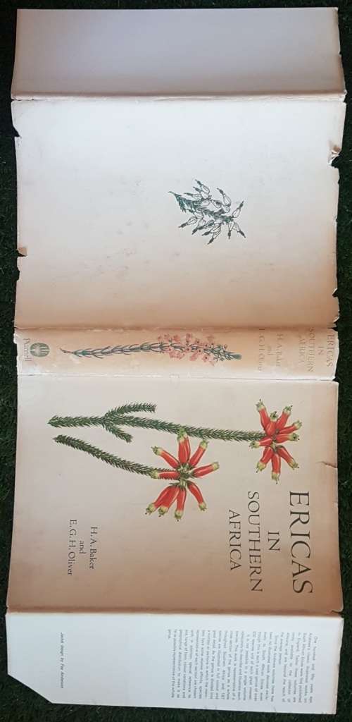 Ericas in Southern Africa.  1st Ed Many Paintings By Von Below, Fay Anderson.