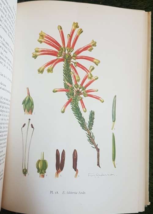 Ericas in Southern Africa.  1st Ed Many Paintings By Von Below, Fay Anderson.