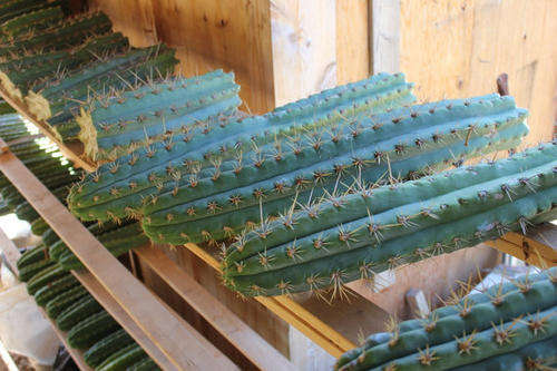 Peruvian Torch cactus (Trichocereus peruvianus) cuttings 15cm
