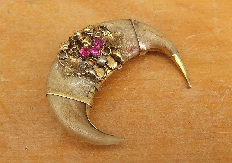 A SUPER RARE VICTORIAN TIGERS CLAW BROOCH WITH 9CT GOLD DECORATION ...MUST SEE !! HIGH VALUE !!