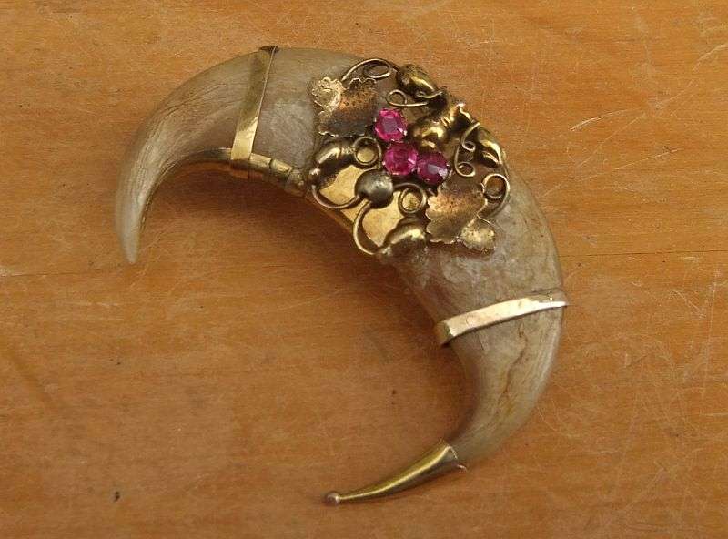 A SUPER RARE VICTORIAN TIGERS CLAW BROOCH WITH 9CT GOLD DECORATION ...MUST SEE !! HIGH VALUE !!