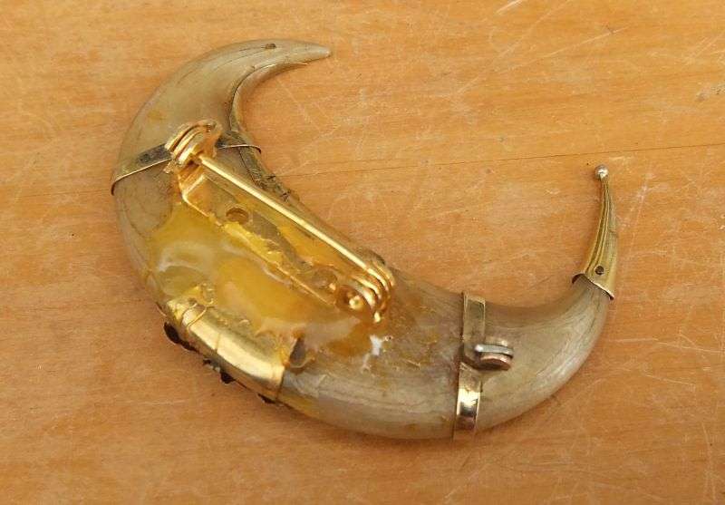A SUPER RARE VICTORIAN TIGERS CLAW BROOCH WITH 9CT GOLD DECORATION ...MUST SEE !! HIGH VALUE !!