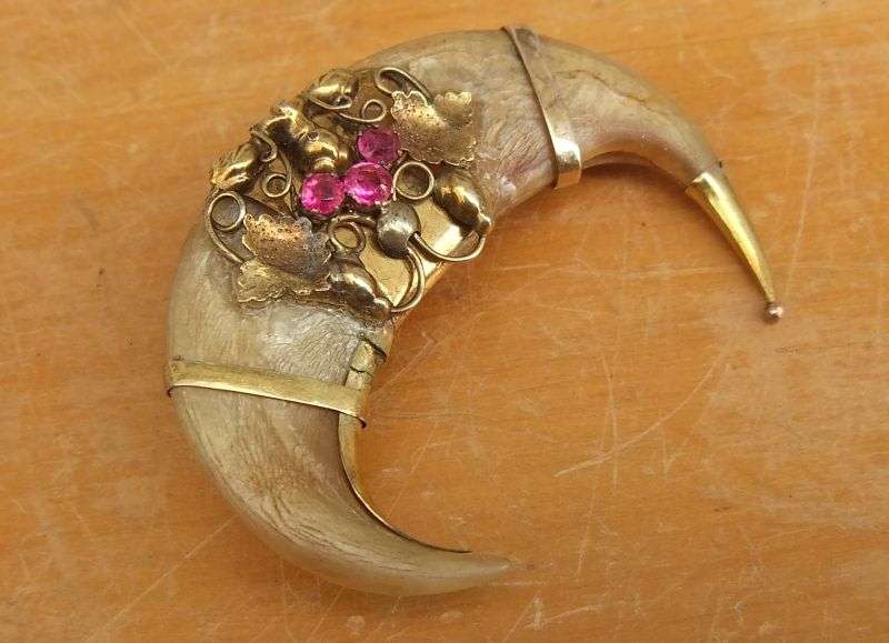 A SUPER RARE VICTORIAN TIGERS CLAW BROOCH WITH 9CT GOLD DECORATION ...MUST SEE !! HIGH VALUE !!