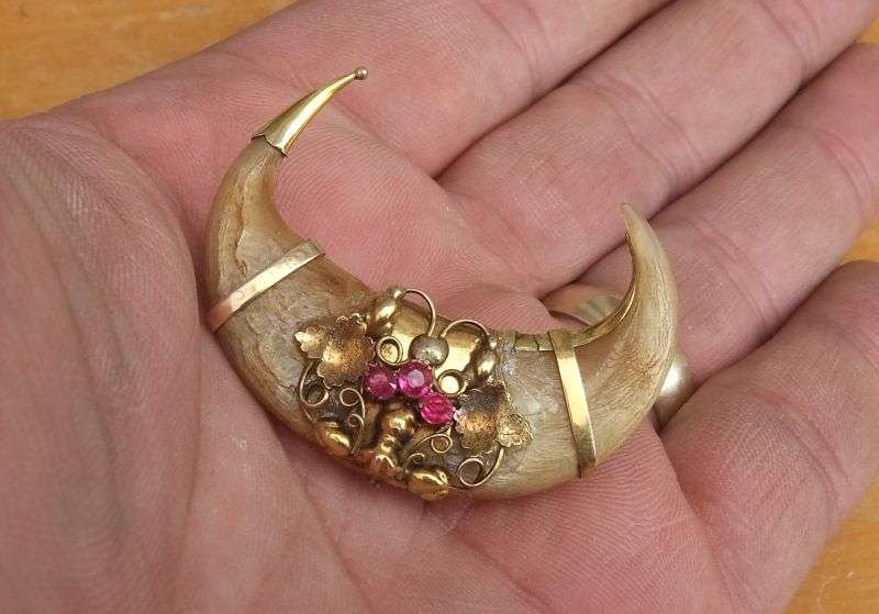 A SUPER RARE VICTORIAN TIGERS CLAW BROOCH WITH 9CT GOLD DECORATION ...MUST SEE !! HIGH VALUE !!