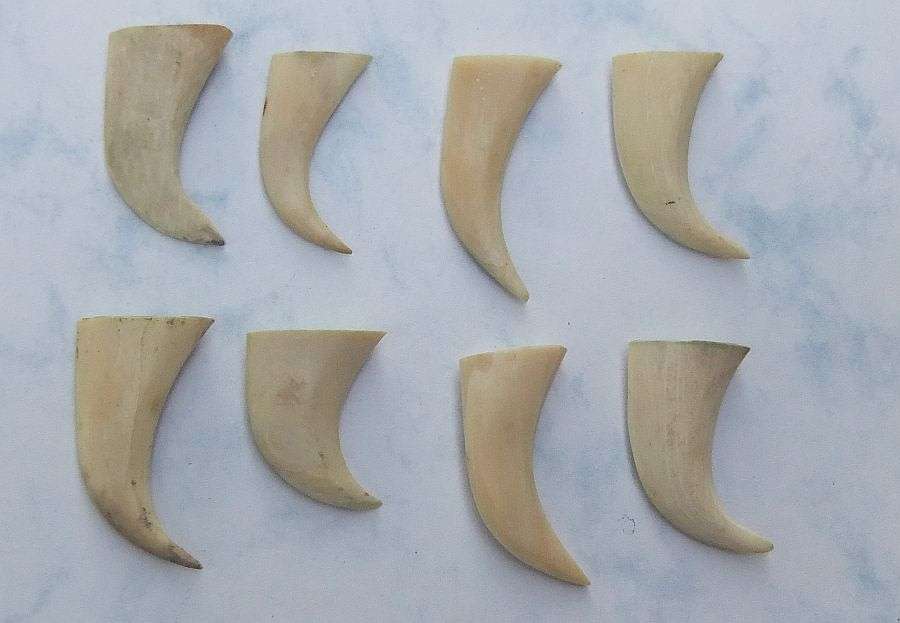 TO ROAR FOR !! A COOL JOB LOT OF 8 LIONS CLAWS ( NAILS ) TO USE IN JEWELRY MAKING OR FOR DISPLAY !!
