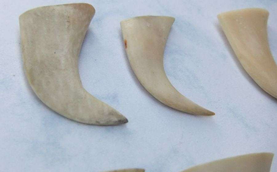 TO ROAR FOR !! A COOL JOB LOT OF 8 LIONS CLAWS ( NAILS ) TO USE IN JEWELRY MAKING OR FOR DISPLAY !!