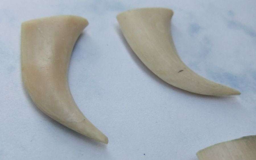 TO ROAR FOR !! A COOL JOB LOT OF 8 LIONS CLAWS ( NAILS ) TO USE IN JEWELRY MAKING OR FOR DISPLAY !!