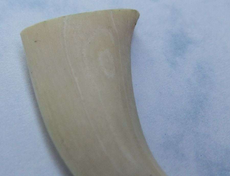 TO ROAR FOR !! A COOL JOB LOT OF 8 LIONS CLAWS ( NAILS ) TO USE IN JEWELRY MAKING OR FOR DISPLAY !!