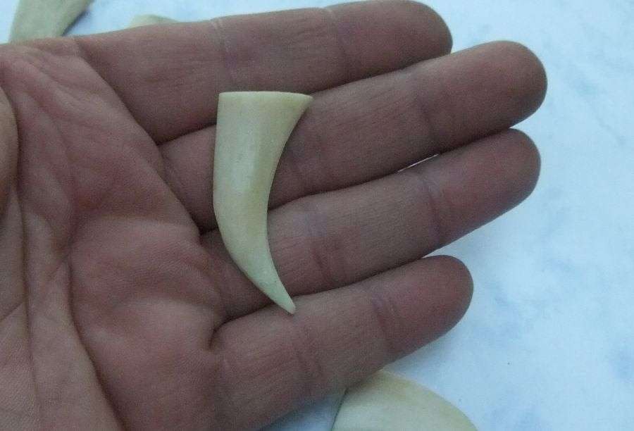 TO ROAR FOR !! A COOL JOB LOT OF 8 LIONS CLAWS ( NAILS ) TO USE IN JEWELRY MAKING OR FOR DISPLAY !!