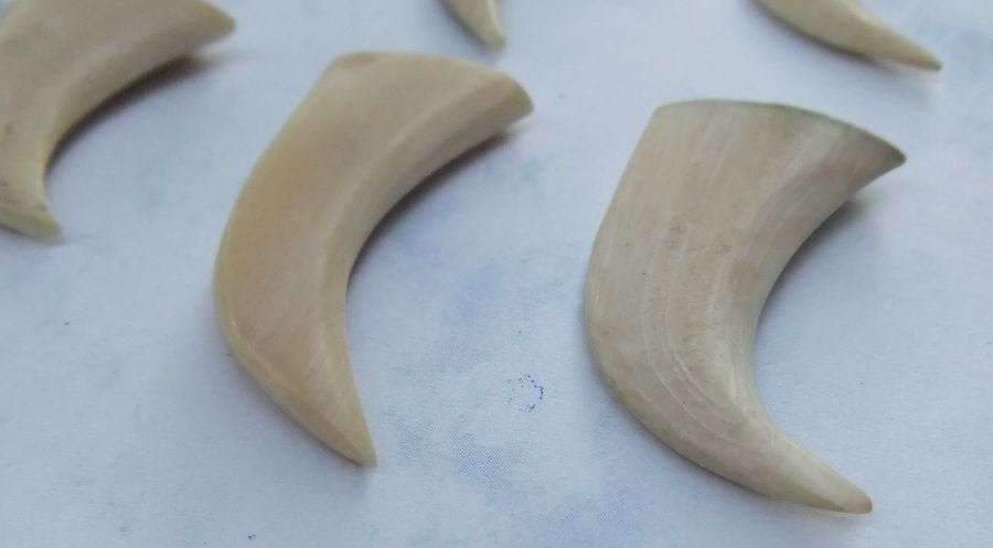 TO ROAR FOR !! A COOL JOB LOT OF 8 LIONS CLAWS ( NAILS ) TO USE IN JEWELRY MAKING OR FOR DISPLAY !!