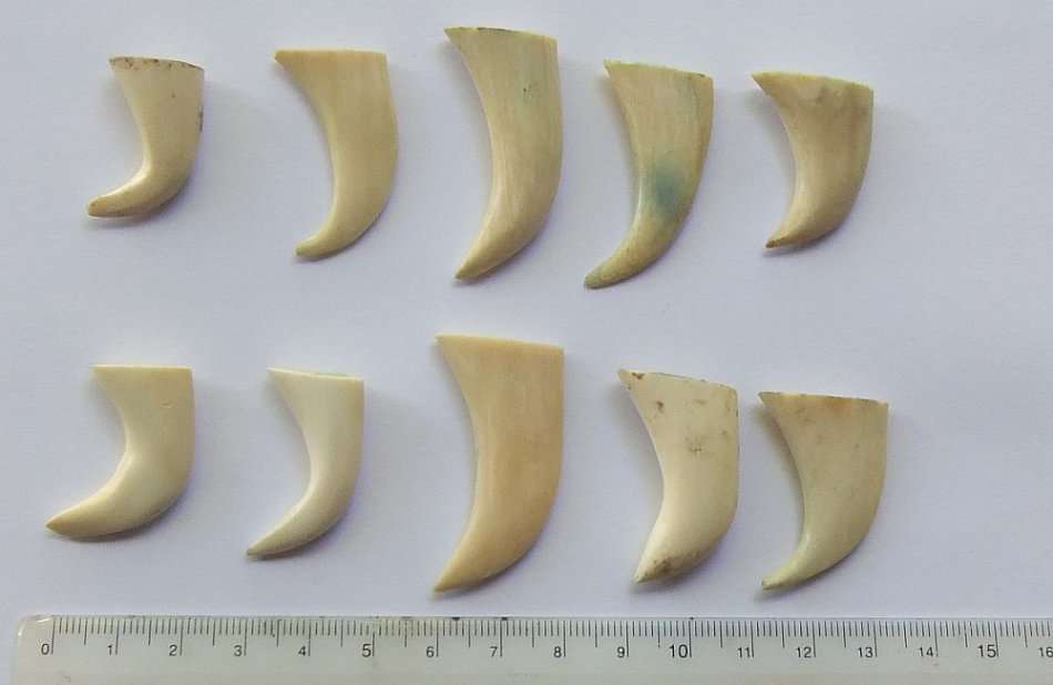 A COOL JOB LOT OF 10 LIONS CLAWS ( NAILS ) TO USE IN JEWELRY MAKING OR FOR DISPLAY !! RARE FINDS !!