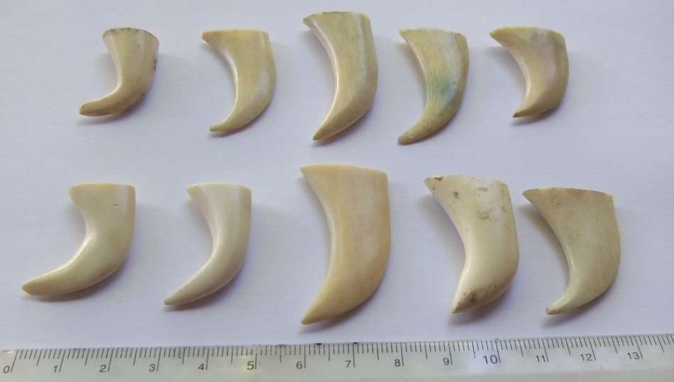 A COOL JOB LOT OF 10 LIONS CLAWS ( NAILS ) TO USE IN JEWELRY MAKING OR FOR DISPLAY !! RARE FINDS !!