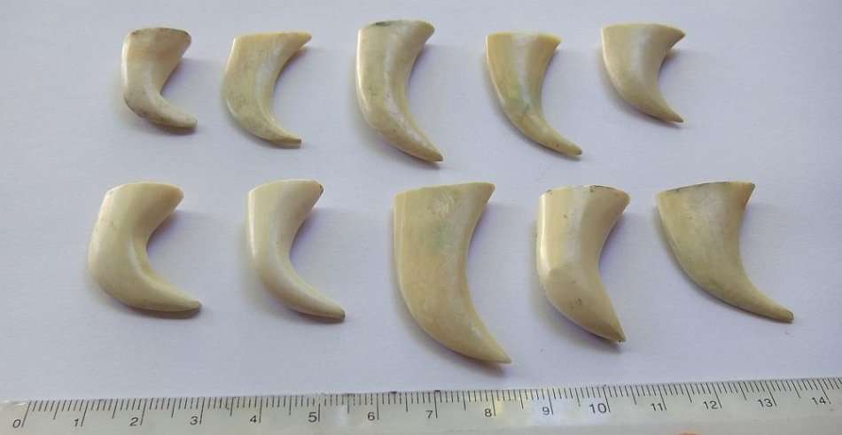 A COOL JOB LOT OF 10 LIONS CLAWS ( NAILS ) TO USE IN JEWELRY MAKING OR FOR DISPLAY !! RARE FINDS !!