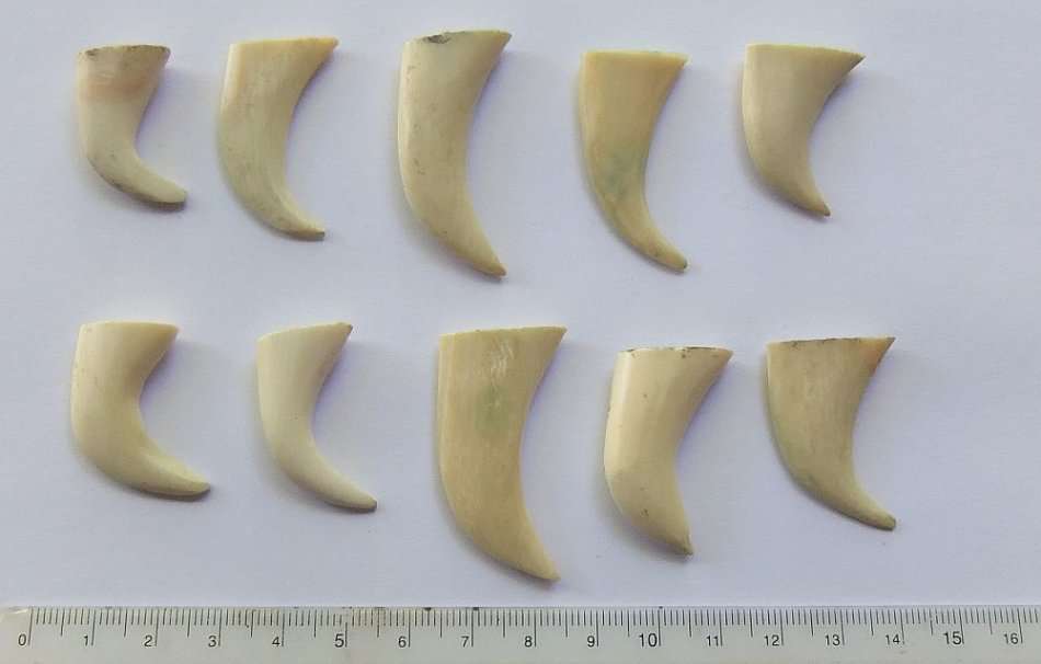 A COOL JOB LOT OF 10 LIONS CLAWS ( NAILS ) TO USE IN JEWELRY MAKING OR FOR DISPLAY !! RARE FINDS !!