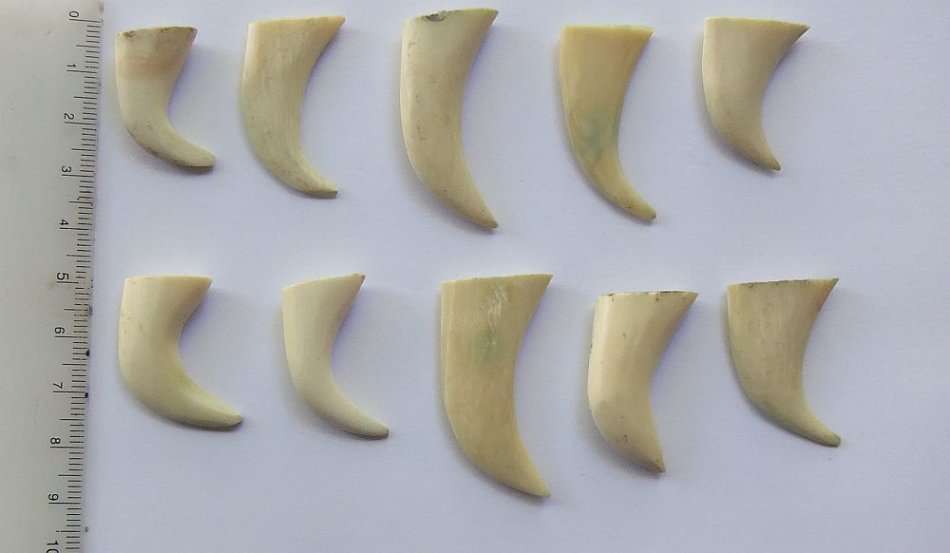 A COOL JOB LOT OF 10 LIONS CLAWS ( NAILS ) TO USE IN JEWELRY MAKING OR FOR DISPLAY !! RARE FINDS !!