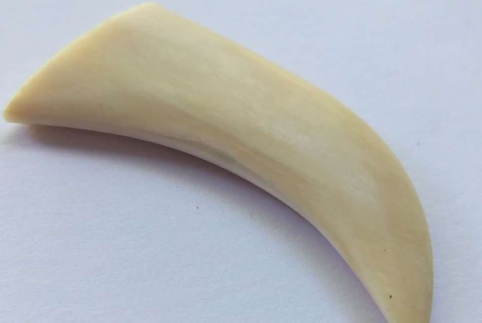 A COOL JOB LOT OF 10 LIONS CLAWS ( NAILS ) TO USE IN JEWELRY MAKING OR FOR DISPLAY !! RARE FINDS !!