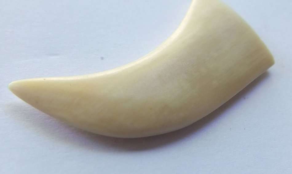 A COOL JOB LOT OF 10 LIONS CLAWS ( NAILS ) TO USE IN JEWELRY MAKING OR FOR DISPLAY !! RARE FINDS !!