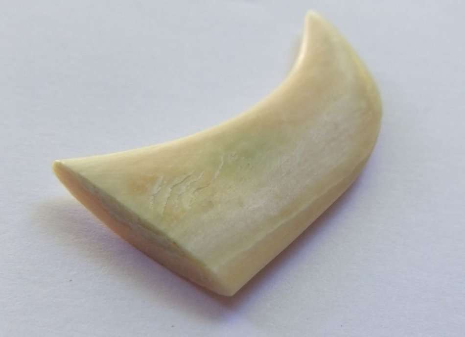 A COOL JOB LOT OF 10 LIONS CLAWS ( NAILS ) TO USE IN JEWELRY MAKING OR FOR DISPLAY !! RARE FINDS !!