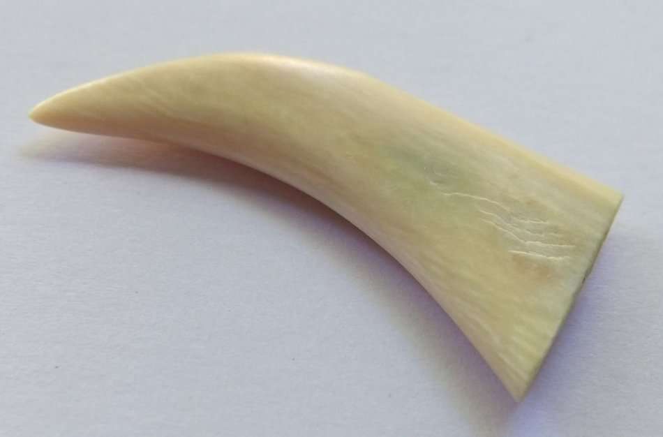 A COOL JOB LOT OF 10 LIONS CLAWS ( NAILS ) TO USE IN JEWELRY MAKING OR FOR DISPLAY !! RARE FINDS !!