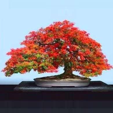 DELONIX REGIA BONSAI VALENTINE SPECIAL