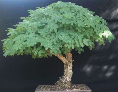 Acacia Rehmanniana (Acacia Sieberiana) Bonsai