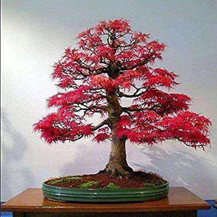 Red Maple Bonsai Seed
