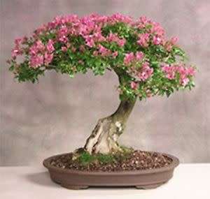Crape Myrtle Bonsai Seed