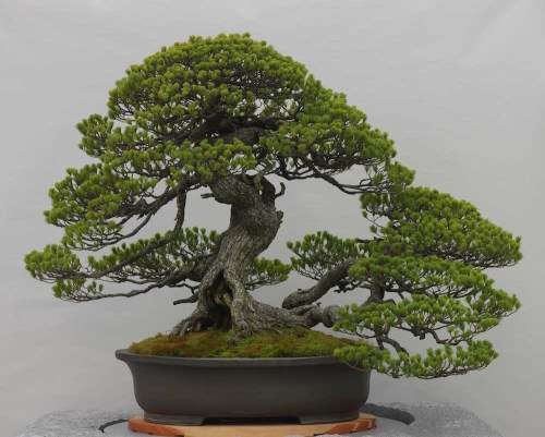 Scotch Pine Bonsai seed