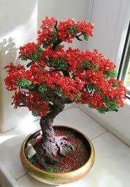 Delonix Regia Living Growing Tree