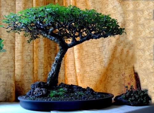 Camel Thorn Tree Bonsai