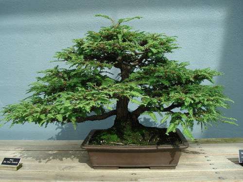 Camel Thorn Tree Bonsai
