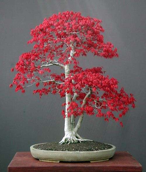 Coral Tree Bonsai